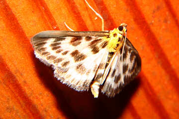 Papillon sur arbre №34316