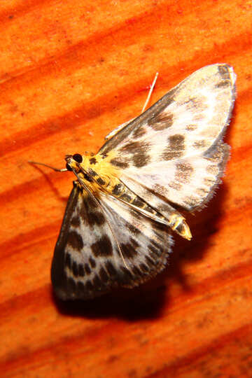 Noche mariposa sentado en el techo №34315