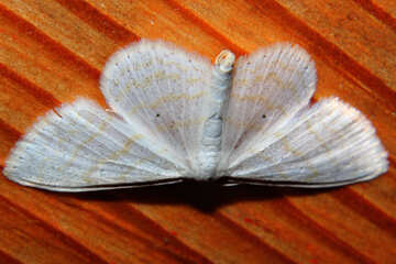 White moth №34325