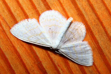 Papillon de nuit blanche №34324
