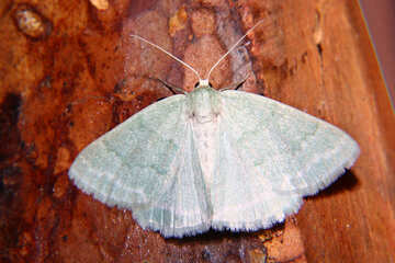 Papillon avec ailes blanches №34323