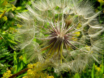Dandelion seeds №34421