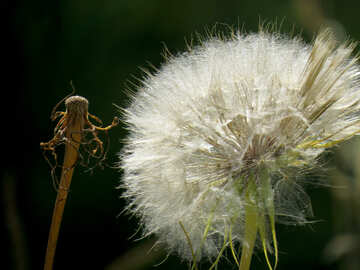 Dandelion which flew over the same №34356