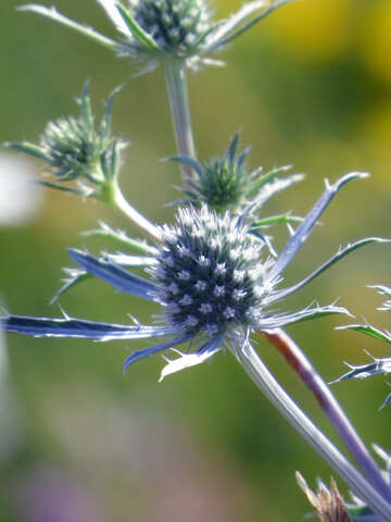 Blue spiny flower meadow