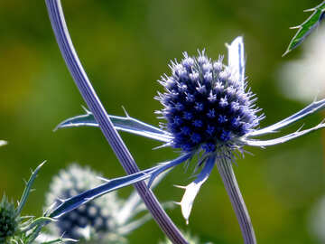 Blue spiny flower field