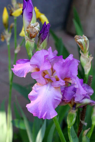 Iris fleurs colorées №34760