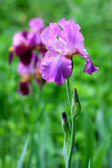 Iris fleurs №34777