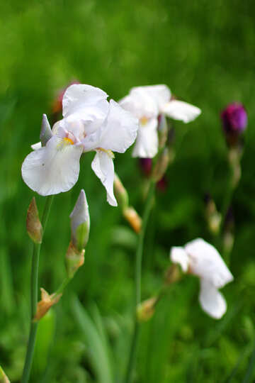 Blanca flor en el jardín №34788