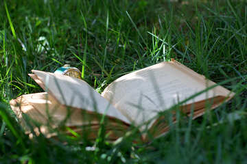The book and the grass №34856