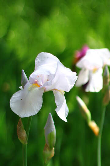 Iris blanco №34789