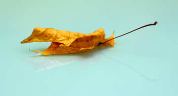 Autumn leaf №34733