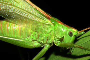 Beautiful grasshopper №34019