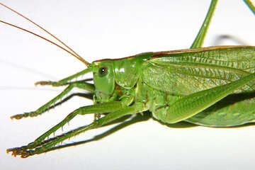 Big Grasshopper on white background №34023