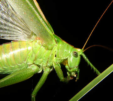 Grasshopper №34004
