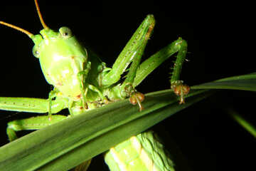 Grasshopper №34013