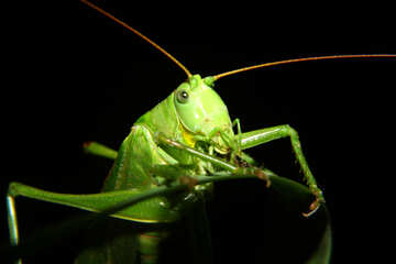 Grasshopper №34014