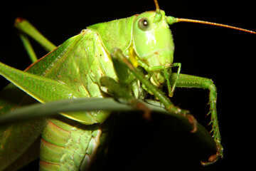 Grasshopper №34015