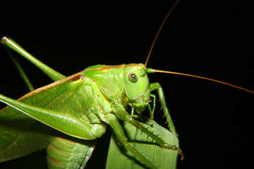 Grasshopper №34017