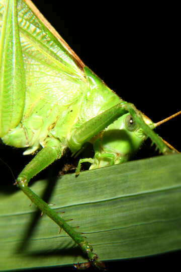 Grasshopper №34018