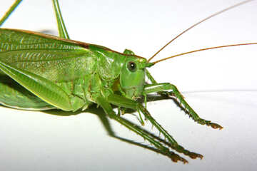 Grasshopper №34021