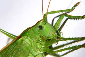 Grasshopper №34022