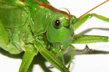 Grasshopper macro №34028