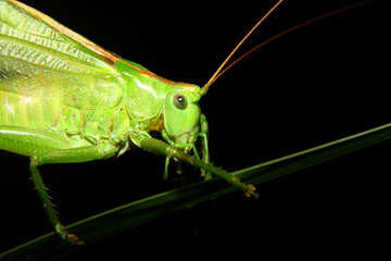 Grasshopper on black background №34005