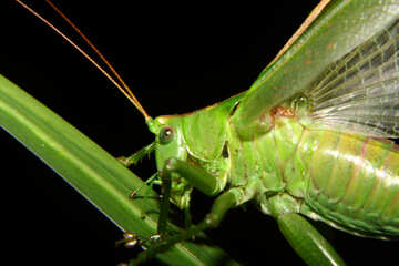 Grasshopper coarsely on black background №34003