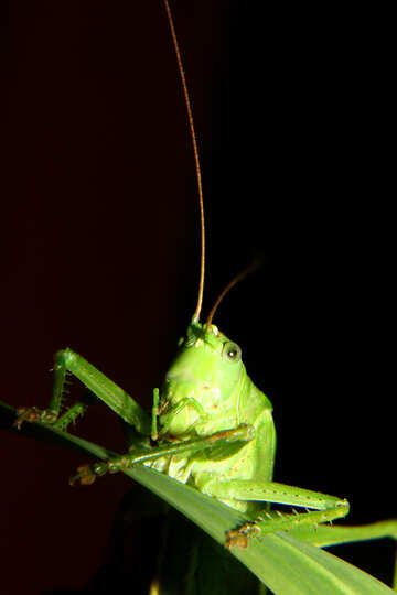 Grasshopper eats grass №34008