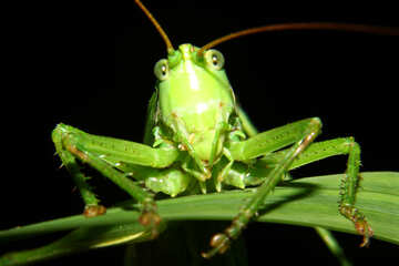 Grasshopper eyes №34010
