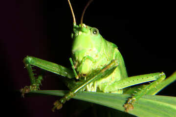 Grasshopper on grass №34007