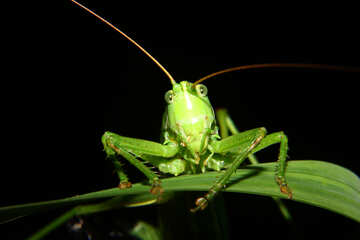 Grasshopper on the green grass №34009