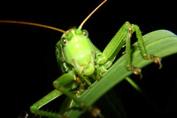 Grasshopper on piece of №34011