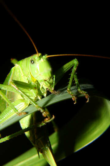 Grasshopper sits on the grass №34012