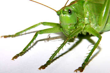 Grasshopper on white background №34027