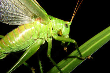 Large grasshopper №34002