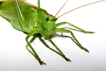 Large grasshopper №34026