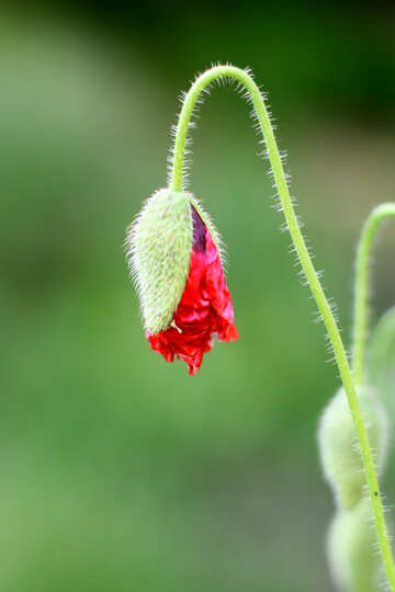 Flower bud poppy №34266