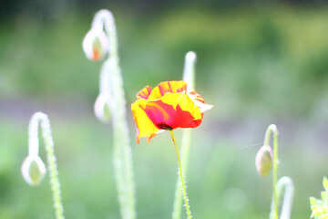 Bright poppy №34277