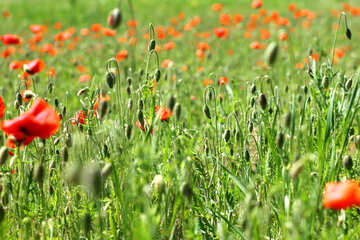 Poppy field №34246