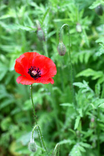 Poppy flower №34251