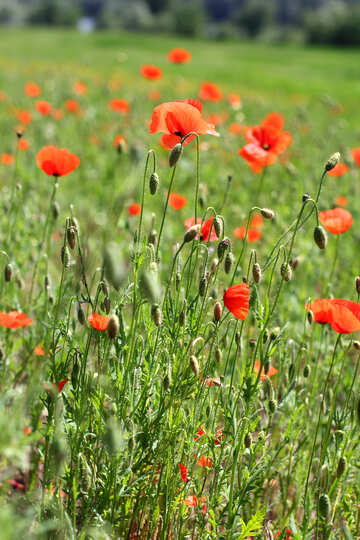 Poppy flowers on the field №34224