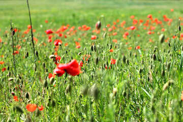 Field of flowers poppy