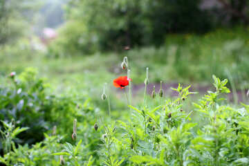 Garden poppy №34283