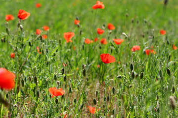 Poppy growing in the field №34238