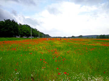 Field of poppies along the road №34295