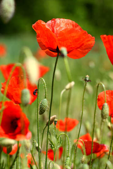 Red poppy №34204