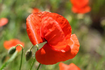 Red poppy flower №34221