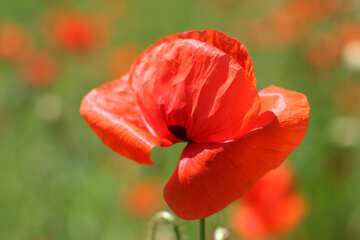 Rote Mohn Blume №34223