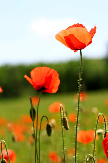 Red poppy flower